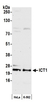 ICT1 Antibody