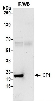 ICT1 Antibody
