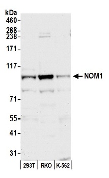 NOM1 Antibody
