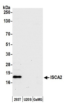 Rabbit anti-ISCA2 Antibody