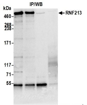 RNF213 Antibody