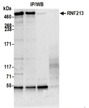 Rabbit anti-RNF213 Antibody