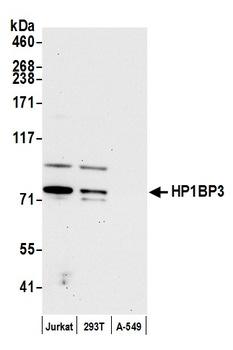 HP1BP3 Antibody