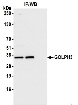 GOLPH3 Antibody