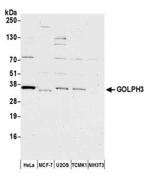 GOLPH3 Antibody