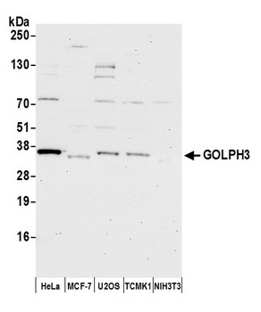 Rabbit anti-GOLPH3 Antibody