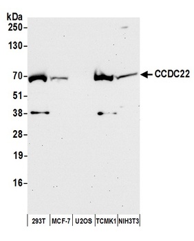 CCDC22 Antibody