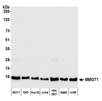 Rabbit anti-MMGT1 Antibody