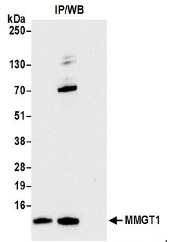 Rabbit anti-MMGT1 Antibody
