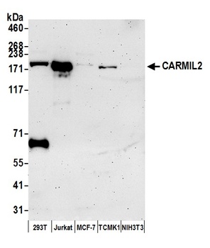 CARMIL2 Antibody