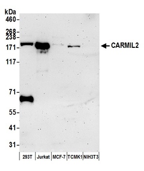 Rabbit anti-CARMIL2 Antibody