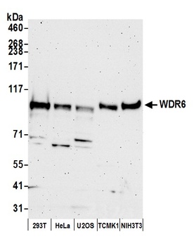 Rabbit anti-WDR6 Antibody