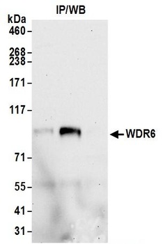 Rabbit anti-WDR6 Antibody