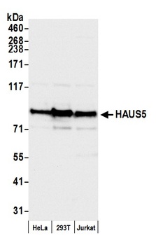 HAUS5 Antibody