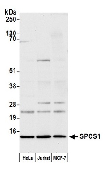 SPCS1 Antibody