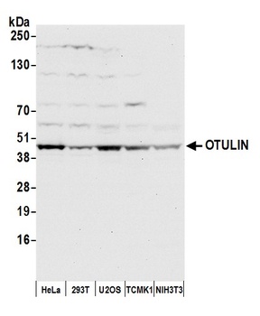 OTULIN Antibody
