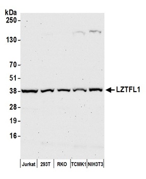 LZTFL1 Antibody
