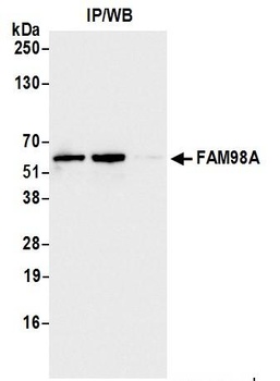 FAM98A Antibody