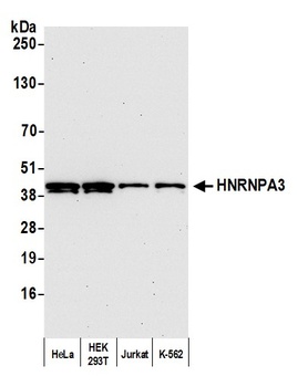 Rabbit anti-HNRNPA3 Antibody