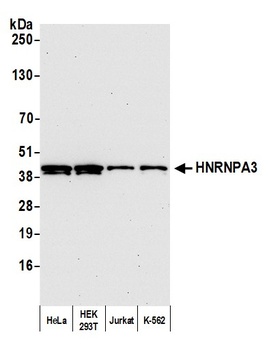 HNRNPA3 Antibody