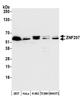 ZNF207 Antibody