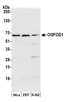 OGFOD1 Antibody