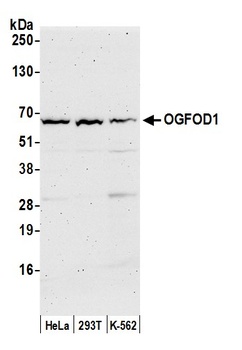 Rabbit anti-OGFOD1 Antibody