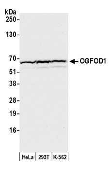 OGFOD1 Antibody