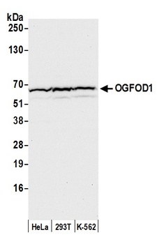 Rabbit anti-OGFOD1 Antibody
