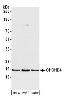 CHCHD4 Antibody