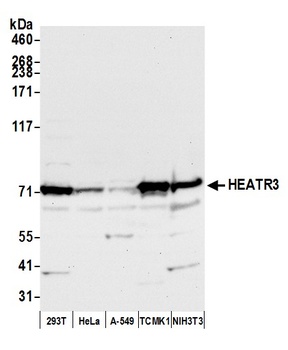 HEATR3 Antibody