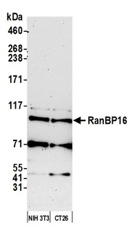 RanBP16 Antibody