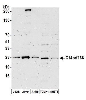 C14orf166 Antibody