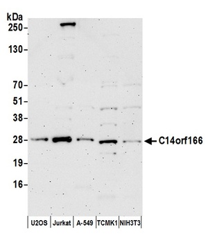 Rabbit anti-C14orf166 Antibody