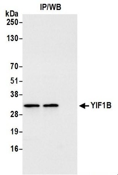 Rabbit anti-YIF1B Antibody