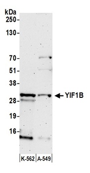 YIF1B Antibody