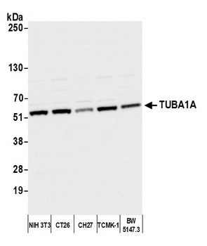alpha-Tubulin Antibody