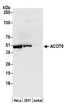 ACOT9 Antibody