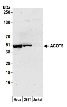 Rabbit anti-ACOT9 Antibody