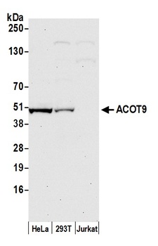 Rabbit anti-ACOT9 Antibody