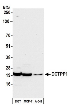 DCTPP1 Antibody
