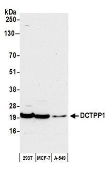 Rabbit anti-DCTPP1 Antibody