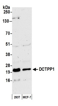 Rabbit anti-DCTPP1 Antibody