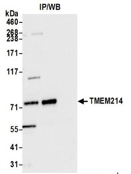 Rabbit anti-TMEM214 Antibody