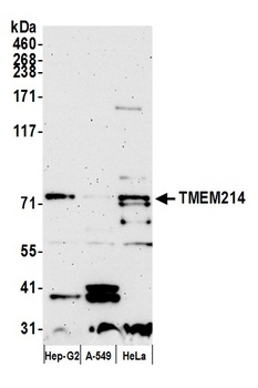 Rabbit anti-TMEM214 Antibody