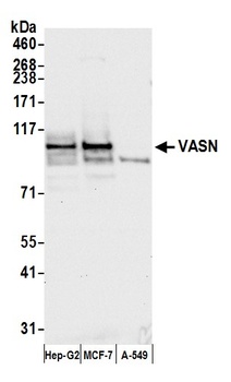 VASN Antibody