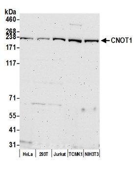 Rabbit anti-CNOT1 Antibody