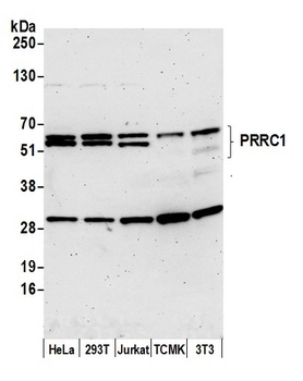 PRRC1 Antibody