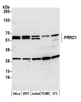 Rabbit anti-PRRC1 Antibody
