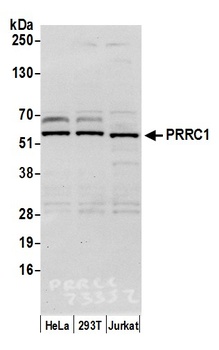 PRRC1 Antibody